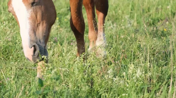 Närbild Häst Som Betar Ett Grönt Fält Häst Hingst Ängen — Stockfoto