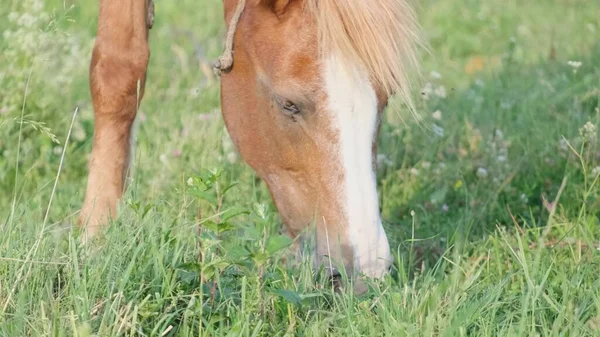 Vacker Röd Häst Grön Betesmark Häst Betar Det Gröna Gräset — Stockfoto
