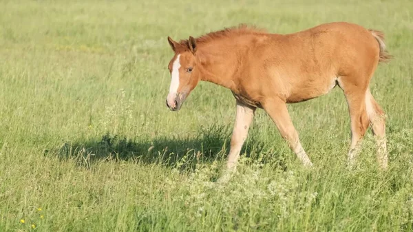 Jeune Poulain Marche Sur Pré Verdoyant Une Jeune Sauterelle Brune — Photo