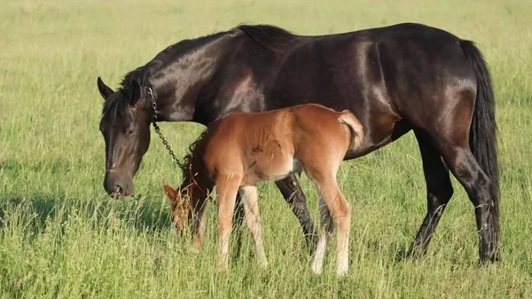 Mamma Och Son Hästar Grön Gräsmatta Familj Hästar Hingstar Föl — Stockfoto