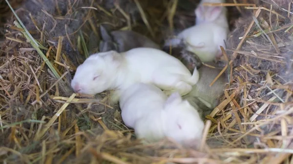 Lapins Nouveau Nés Dans Nid Près Mère Groupe Lapins Blancs — Photo