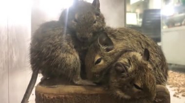 Bir grup sıçan birlikte uyur, ısınırlar. Fare kapanı. Konteynırda dört yetişkin gri sıçan - Vahşi sıçan Rattus norvegicus.