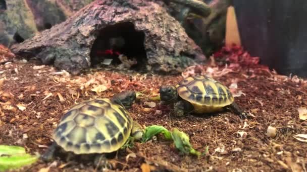 Dos Tortuguitas Viven Terrario Familia Tortugas Concepto Reptiles Vídeo — Vídeo de stock