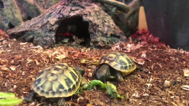 Duas Tartarugas Jovens Descansando Terrário Uma Pequena Raça Tartarugas Vídeo — Vídeo de Stock