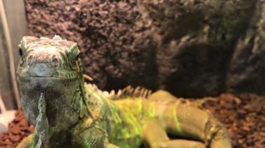Cam akvaryumdaki büyük yeşil kertenkele. Egzotik hayvan pazarı, büyük yeşil iguana, kamera merceğine bakıyor.