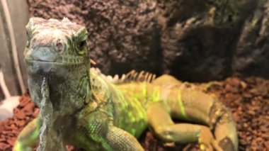 Egzotik hayvan pazarı, büyük yeşil iguana, kamera merceğine bakıyor. Cam akvaryumdaki gri-yeşil kertenkele.