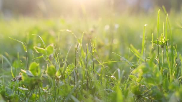 Hierba Verde Claro Sobre Fondo Luz Solar Mañana Primavera Naturaleza — Vídeo de stock