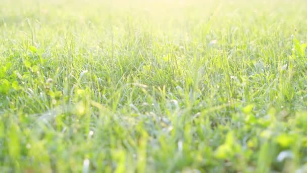 明るい緑の芝生で美しいビデオの背景は 太陽の光がフレームを埋めます テキスト広告の場所 — ストック動画