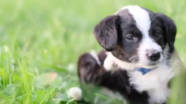Pireli küçük siyah beyaz bir köpek yavrusu, parkta oturur ve kürkü siler. Küçük bir köpekteki pire ve kene parazitleri. 4k video