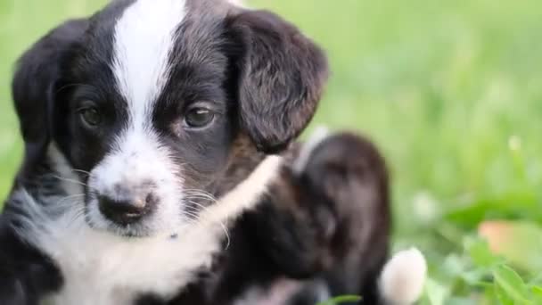 Beautiful Little Dog Green Grass Puppy Scratching She Has Ticks — Stock Video