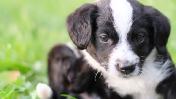 Cão Pequeno Com Pulgas Ela Está Sentada Parque Grama Verde — Vídeo de Stock