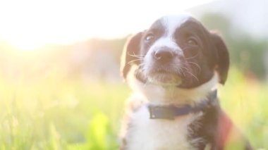 Güneş ışığının arka planında uzun yeşil çimlerin üzerinde oturan güzel siyah beyaz köpek yavrusu. Bahçedeki küçük köpek. 4k video