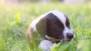 Güneşli bir yaz gününde parkta oturmuş ot yiyen güzel bir köpek yavrusu. Küçük köpek doğada yürüyor..