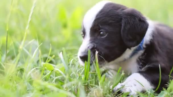 Pequeño Cachorro Blanco Negro Come Hierba Sentado Parque Día Soleado — Vídeos de Stock
