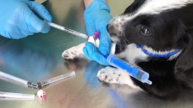 Veteriner küçük bir köpeği tedavi eder, köpeğe iğne yapar. Hasta hayvan.