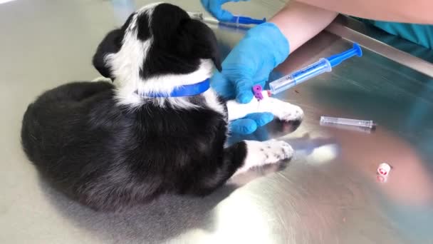 Veteriner Küçük Bir Köpeği Tedavi Eder Köpeğe Iğne Yapar Hasta — Stok video