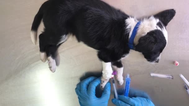 Mientras Trata Cachorro Pequeño Veterinario Perro Una Inyección Animal Enfermo — Vídeos de Stock
