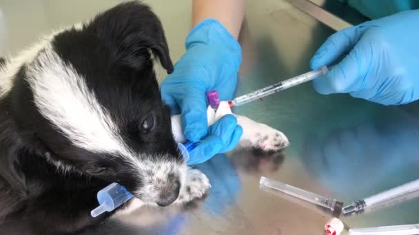 Tratar Pequeno Filhote Cachorro Veterinário Cão Uma Injeção Animal Doente — Vídeo de Stock