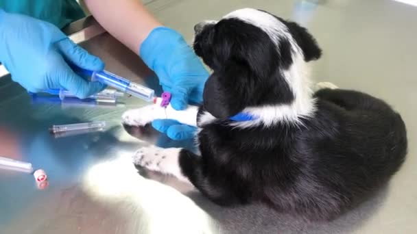 Veterinario Inyecta Perrito Enfermo Cachorro Durmiendo Trabajo Veterinario Una Clínica — Vídeos de Stock