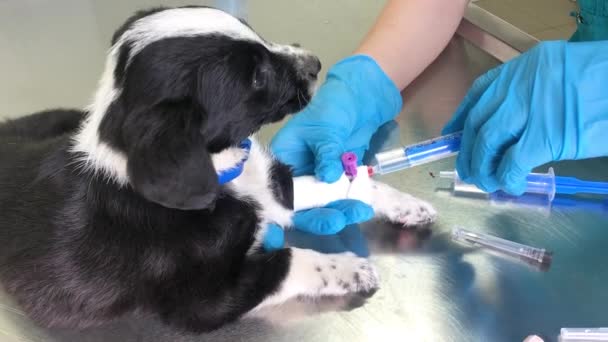 現代の診療所で獣医師の仕事 医者は病気の犬を注射する 子犬は眠りに落ちる — ストック動画