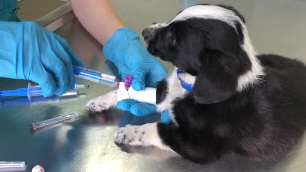 Veterinario Una Inyección Perrito Blanco Negro Cerca Clínica Veterinaria Moderna — Vídeos de Stock