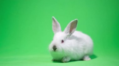 Stüdyoda yeşil arka planda bir tavşan. Şirin beyaz tavşan, yakın plan, kroma anahtar, anahtar olmaya hazır. 4k video