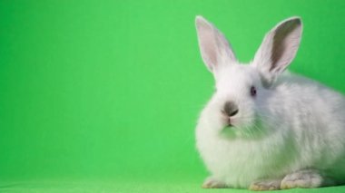 4K video, stüdyoda yeşil arka planda beyaz tavşan. Sevimli beyaz tavşan, krom anahtar arkaplanını kapat.
