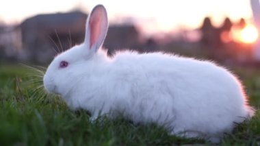 Güzel, beyaz, tüylü tavşan yeşil çimlerde oynuyor. 4k video