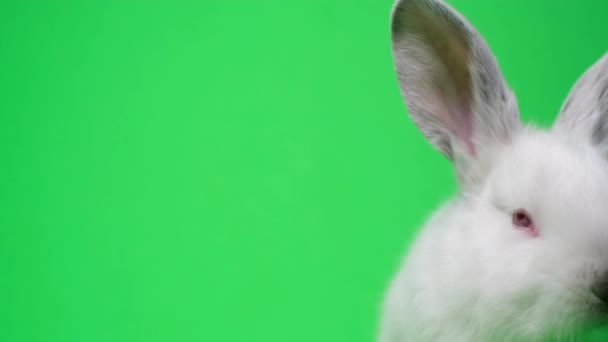 クロマキー ペットを背景に隔離された美しいふわふわの白いウサギのクローズアップ スタジオの緑の背景にバニー 4Kビデオ — ストック動画