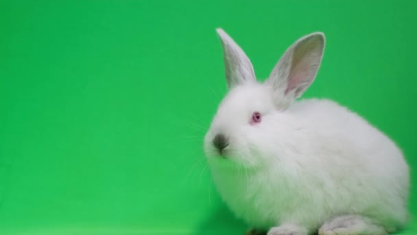 Lièvre Blanc Pâques Sur Fond Vert Dans Studio Lapin Blanc — Video