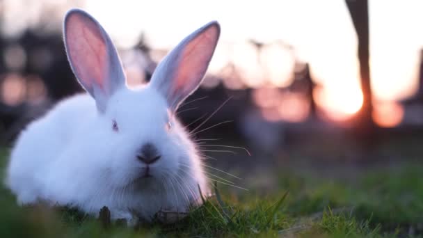 緑の芝生に赤い目が座っている愛らしいふわふわの白いウサギ かわいいペットのウサギの肖像画 美しいふわふわのウサギ — ストック動画