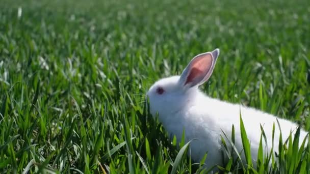 토끼는 그것을 둘러싸고 자연을 봅니다 에스더 마법사 — 비디오