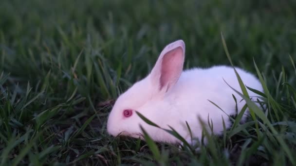 春の緑の芝生の背景に赤ちゃんの白いウサギ うさぎは草を食べる — ストック動画