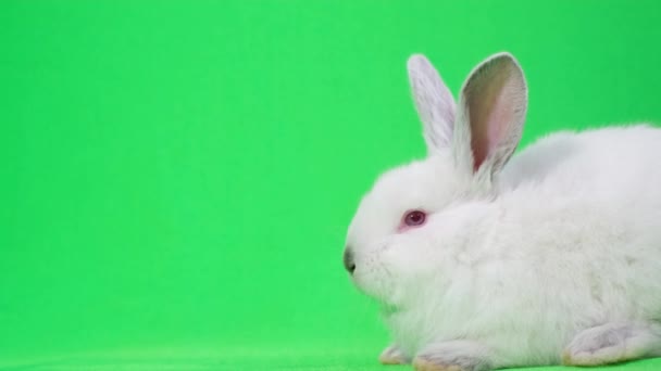 クロマキーを背景にふわふわの白いウサギ カメラを見て 緑の画面 ペットの概念 — ストック動画
