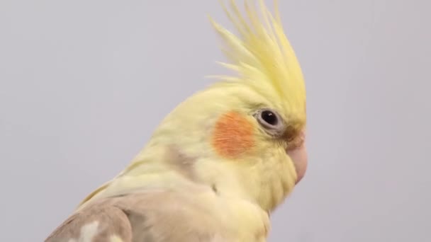 Портрет Желтого Серого Попугая Сидящего Ветке Белом Фоне Красивые Цвета — стоковое видео