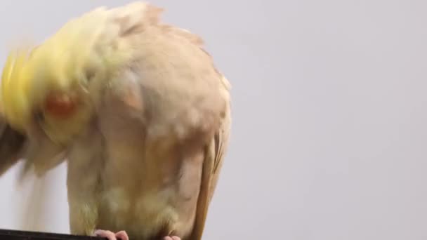 美しい大人の女性のコレラオウム コーレルオウムは羽をきれいにし オウムの怠惰 クローズアップ — ストック動画