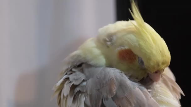 Κίτρινος Γκρι Παπαγάλος Καθαρίζει Φτερά Παπαγάλος Κοντινό — Αρχείο Βίντεο