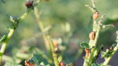 Birçok genç Colorado patates böceği patates yaprağı yer. Colorado 'lu patates böceklerinin bitkilere verdiği hasar