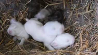 Evcil hayvan yavruları. Yeni doğan banny yumuşak bir tavşan kürkü yuvasına sürünüyor. Tavşan çiftliği