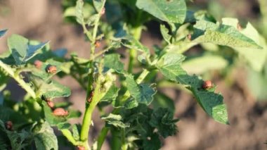 Colorado patates böceklerinin aktif bir kopyası. Böceklerin bitkiler üzerindeki zararlı etkileri
