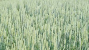 Buğday tarlasını kapatın. Genç buğday tarlasında. Buğday filizleri