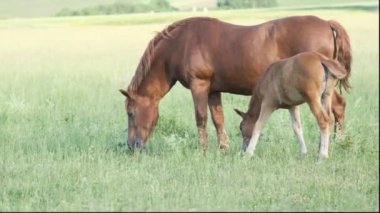 Yeşil bir çayırda otlayan atların yan görüntüsü. Çiftlikte otlanan atlar. Anne ve bebek at.