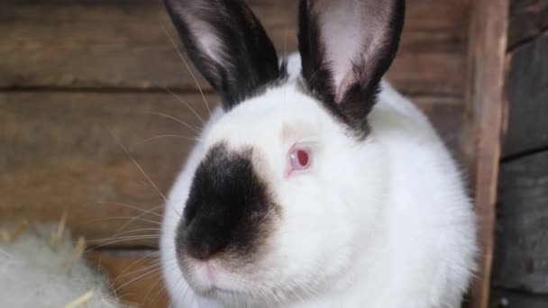 Close White Rabbit Head Black Ears Black Nose Rabbit Cage — Stockvideo