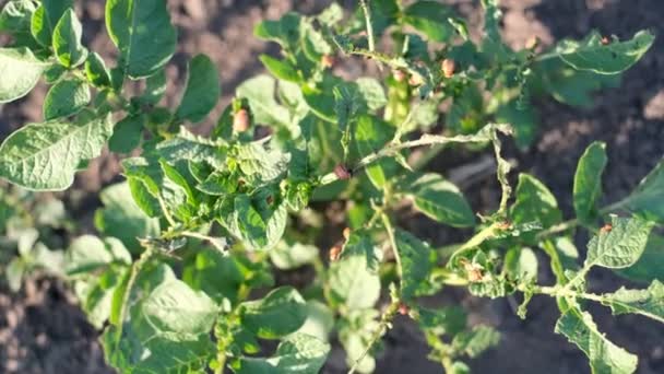 Zelené Listy Mladých Brambor Škůdci Poškození Mladé Rostliny Broukem Bramborovým — Stock video