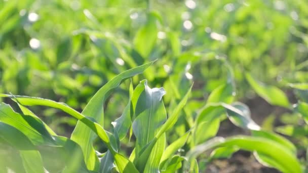 Close Green Leaves Young Corn Agricultural Plants — Stock Video