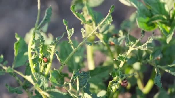 コロラドの多くの若いジャガイモ甲虫はジャガイモの葉を食べる コロラド ポテト カブトムシによる植物への損傷 — ストック動画