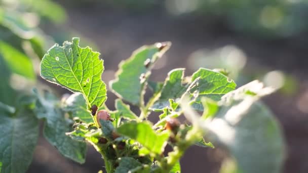 Viele Junge Käfer Einer Kartoffelpflanze Schädlinge Landwirtschaftlichen Pflanzen — Stockvideo