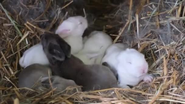 Μια Ομάδα Μικρών Τυφλών Νεογέννητων Κουνελιών Συρθεί Στη Ζεστή Φωλιά — Αρχείο Βίντεο