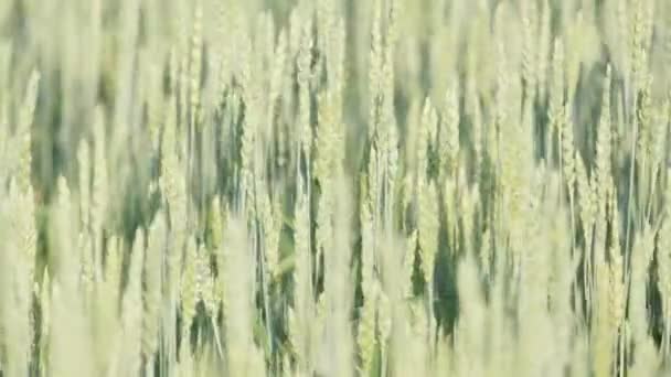 Närbild Ett Vetefält Ungt Vete Fältet Vete Groddar Vinden — Stockvideo