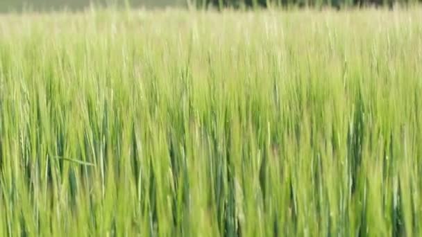 Rebentos Trigo Verde Jovem Cevada Meio Campo Campos Cereais — Vídeo de Stock